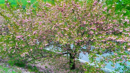 Cherry blossoms in spring