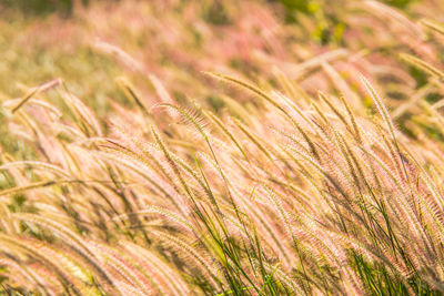 Close-up of wheat growing on field