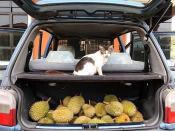 Cat sitting in a car