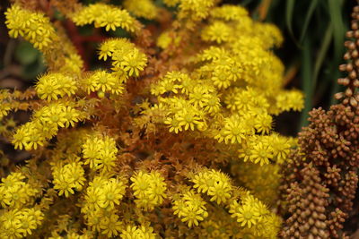 Close-up of yellow flowering plant