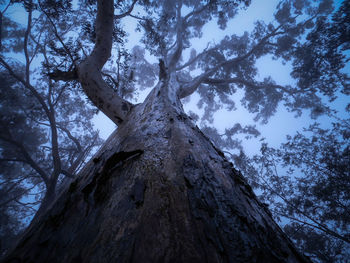 Low angle view of trees against sky