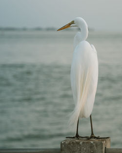 Seagull perching on wooden post