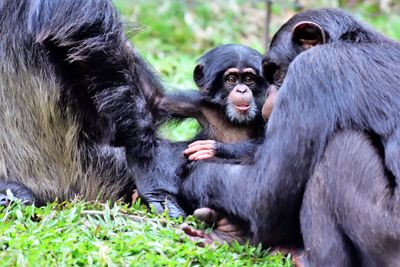 Monkey sitting in a field