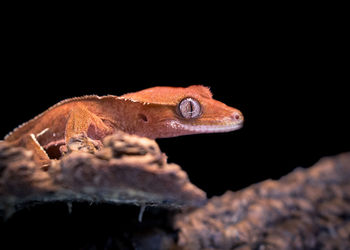 Close-up of lizard against black background