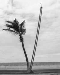 Palm tree by sea against sky