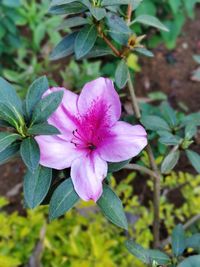 Close-up of pink flowering plant