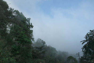 Trees in forest against sky