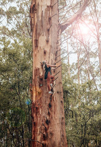 Low angle view of a horse on tree trunk