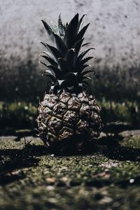 Pineapple on field