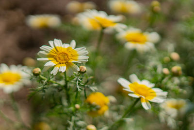 Close-up of yellow flowering plant