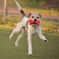 Dog running on field