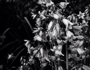 Close-up of flowers