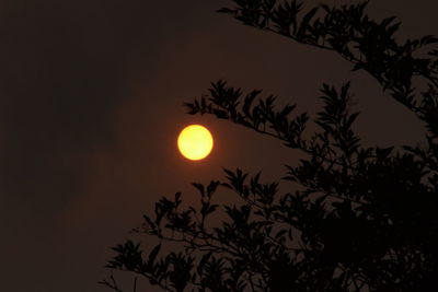 Low angle view of silhouette tree against sky during sunset