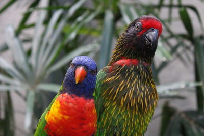 Close-up of parrot perching