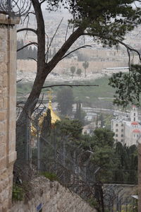 Trees and buildings in city