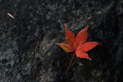 High angle view of maple leaf on rock