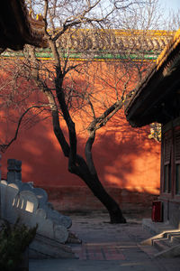 Bare tree and buildings against sky during sunset