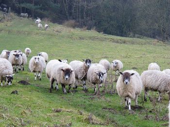 Sheep grazing on field