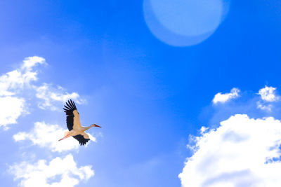 Stork flying