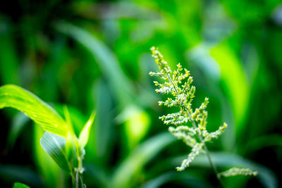 Close-up of fresh green plant