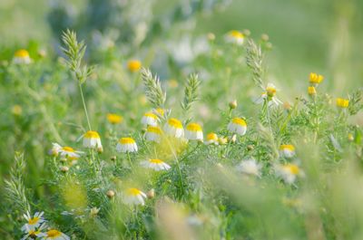 Close-up of flower blooming in field