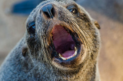 Close-up portrait of brown fur seal at cape cross seal reserve, namibia