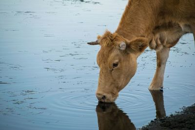 Cow drinking water in a pond