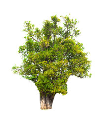 Low angle view of tree against white background