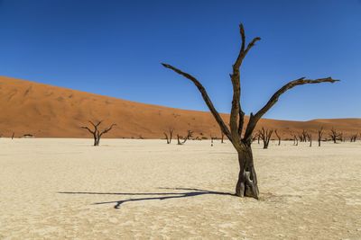 Bare tree on desert against clear blue sky