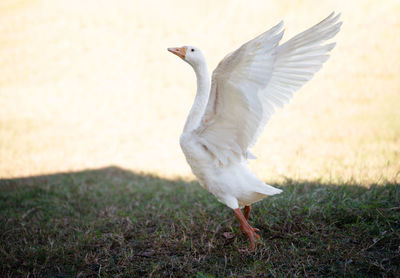 Seagull flying over a field