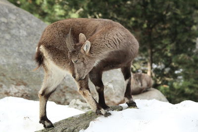 View of sheep on rock