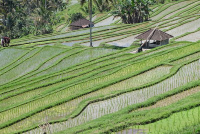 Scenic view of agricultural field