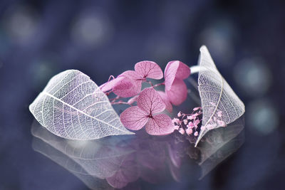 Close-up of pink rose on leaves