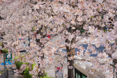 Cherry blossom tree in front of building