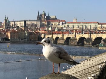 Seagull perching on bridge over river in city against clear sky