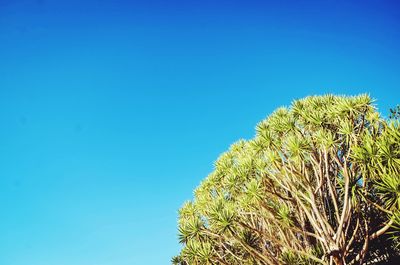 Low angle view of palm tree against clear blue sky