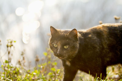 Close-up portrait of cat on grass