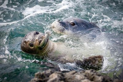 View of turtle in sea