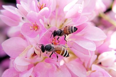 Close-up of honey bee on pink flower