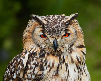 Eagle owl portrait in holland