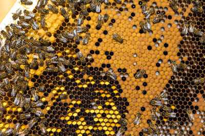 Closeup of a frame with a wax honeycomb of honey with bees on them. apiary workflow.