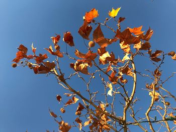 Low angle view of autumnal tree against clear blue sky