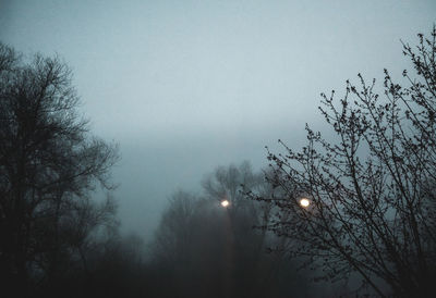 Low angle view of bare trees against sky at night