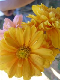 Close-up of yellow flowers blooming outdoors