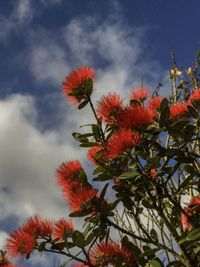 Low angle view of blooming tree against cloudy sky