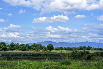 Scenic view of field against sky