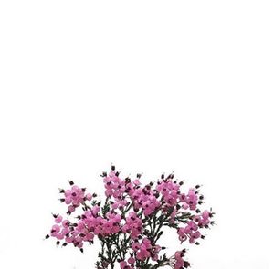 Close-up of flowers against white background