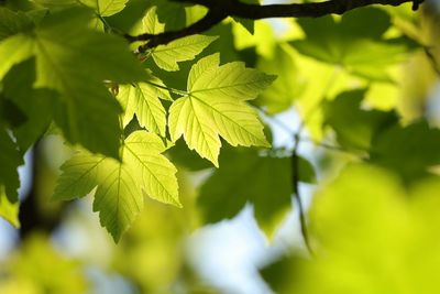 Close-up of leaves on tree