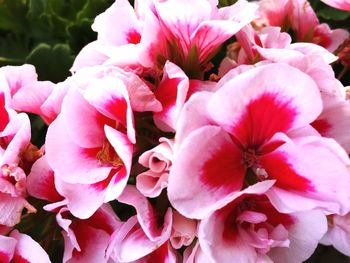 Close-up of pink flowers