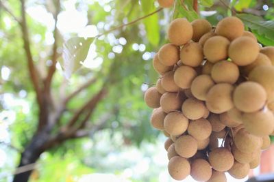Low angle view of grapes on tree